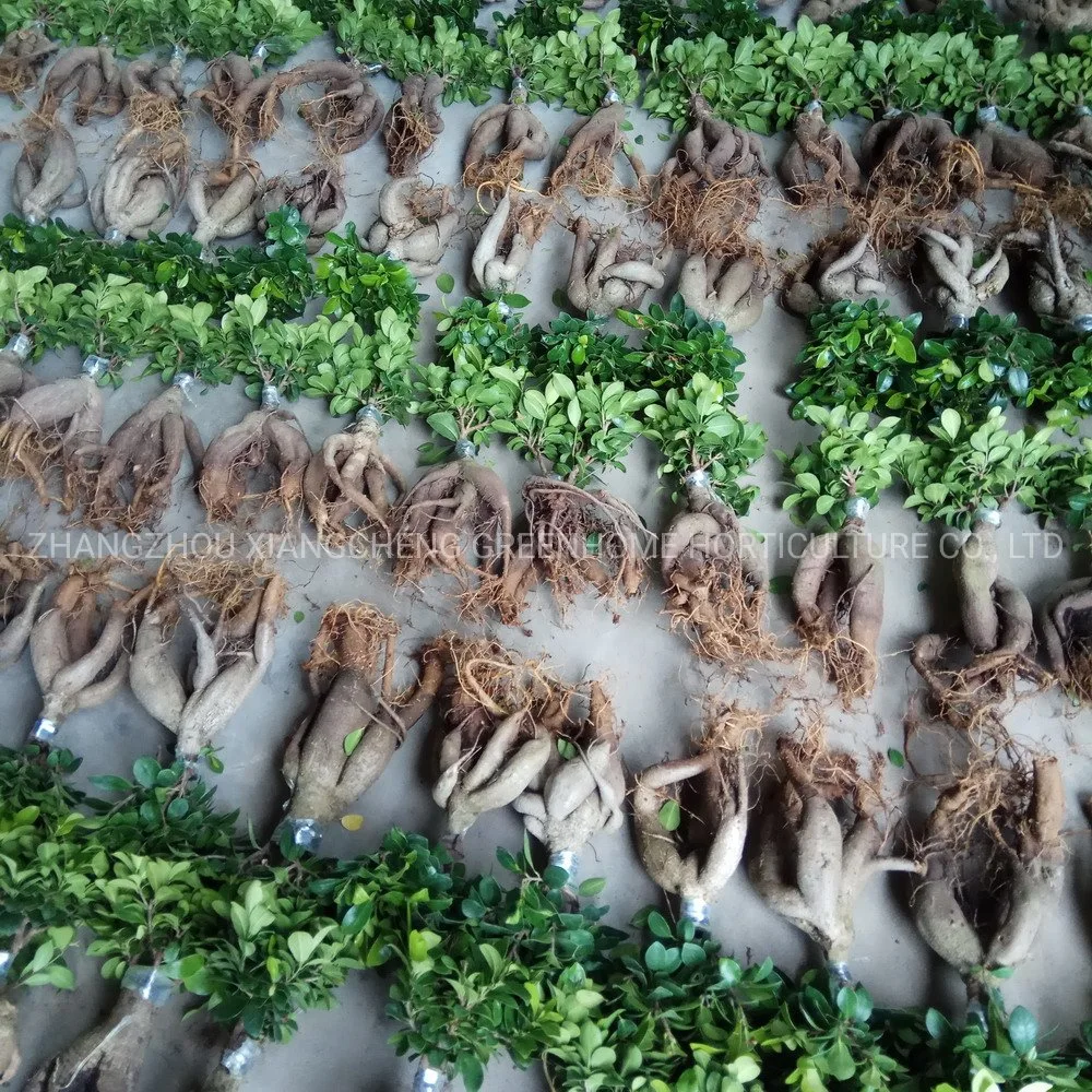 Le Ginseng d'arbres greffés Ficus Ficus Bonsai en provenance de Chine