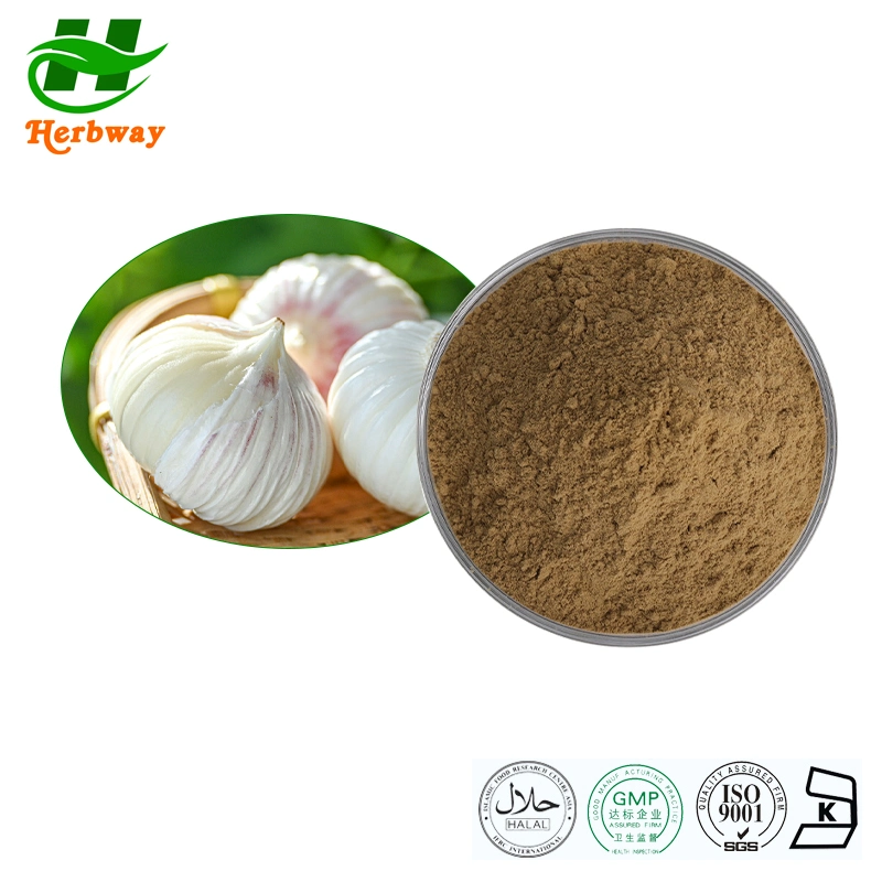 Herbway Kosher Halal Fssc HACCP Certified Supplier Herb Extract Factory Direct Sale Allium Sativum L Garlic Extract