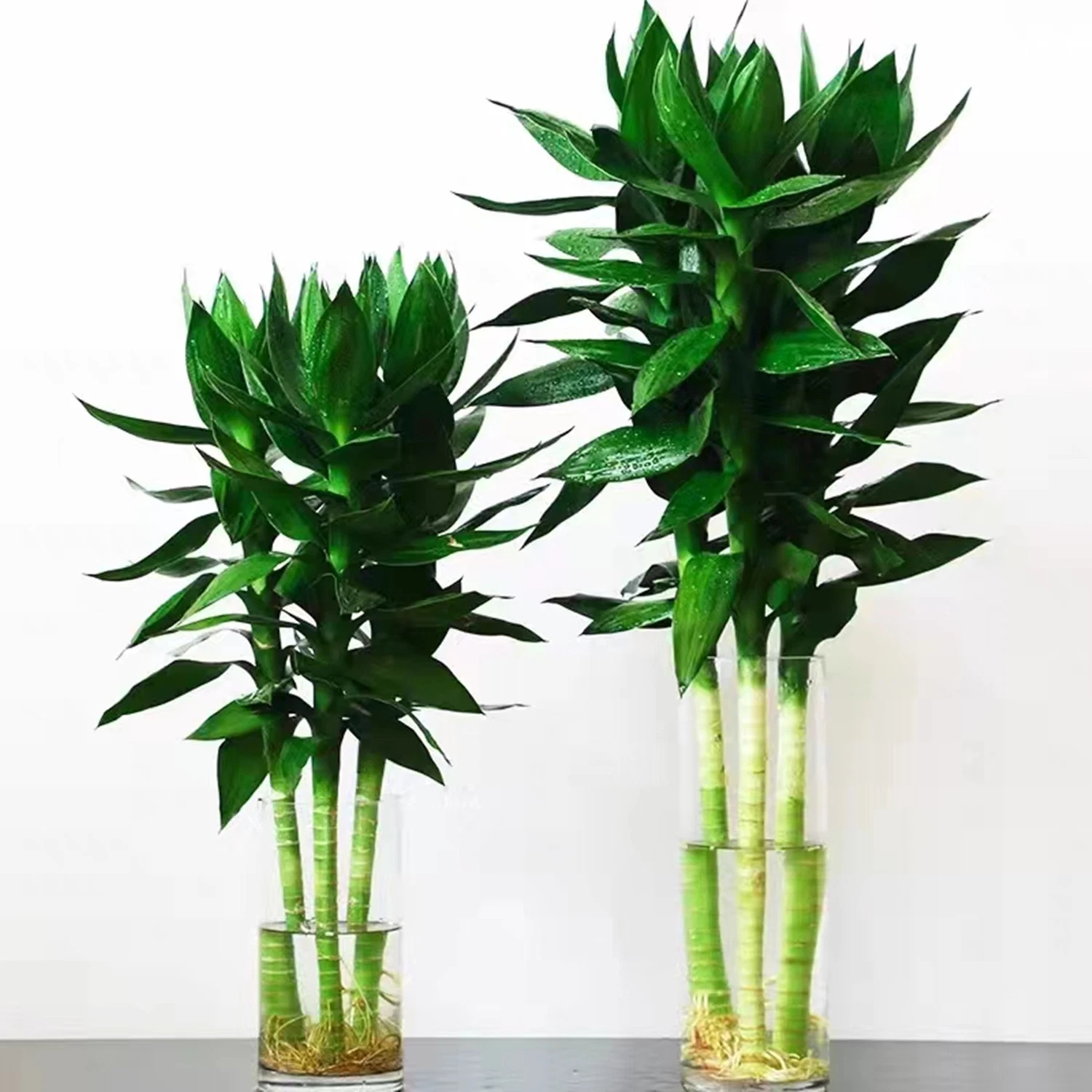 Hydropnics Lotus Lucky Bamboo Live Bonsai Дерево Bamboo Plant Оптовая продажа