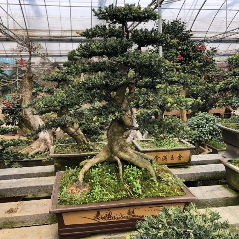 Installation réelle Hot Sale toutes sortes de variétés Orme Bonsai