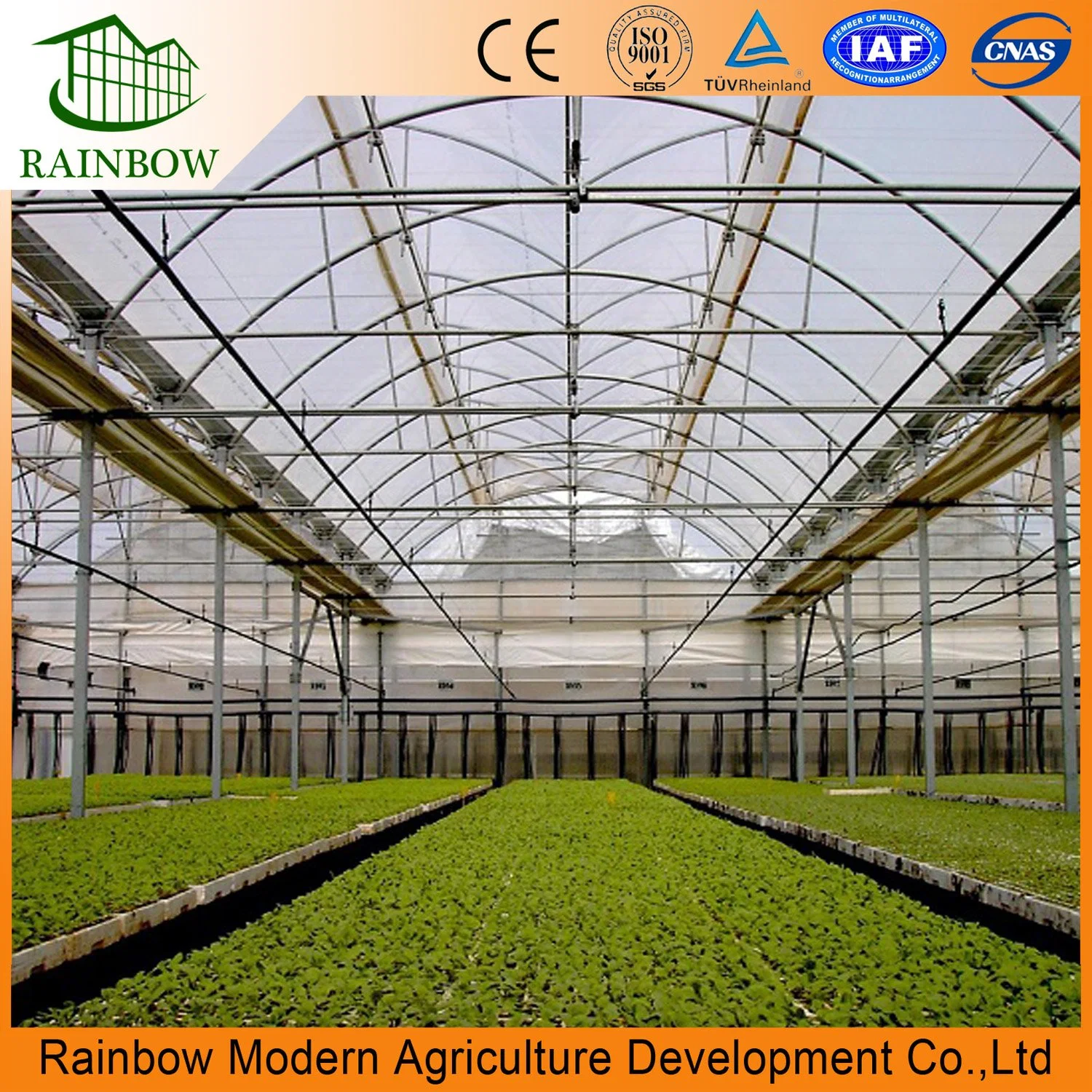 Hot Sale Multi Span 150/200 Microns Plastic Film Tunnel Greenhouse with Hydroponic Systems for Tomato/Cucumber/Vegetable/Fruit/Pepper/Eggplant Green Houses