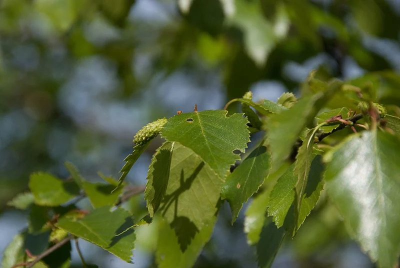 Birch Leaf Extract 10: 1