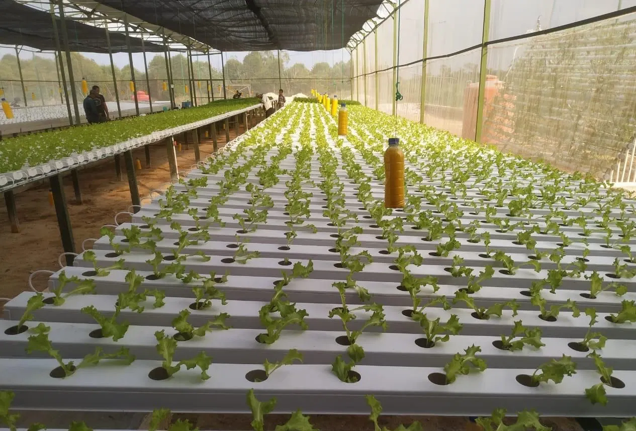 نظام الري الزراعي هيدروكلوريد PVC الغليون انابيب Hydroponic النباتية