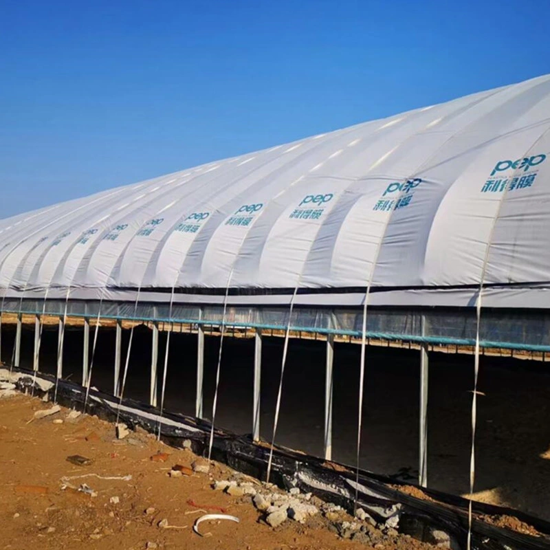 Modern High quality/High cost performance Hot Sale Solar Greenhouses From Vegetable Hometown for Sale