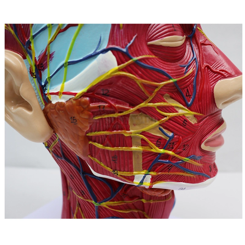 SY-N027 Medical Training Model Anatomy Human Half Head Vessels neurovascular Modelo