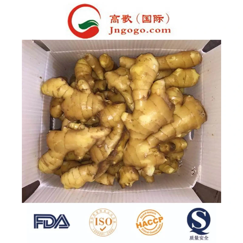 Fresh Ginger for Exporting (50g -250g and up)