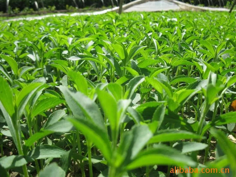 Stevia Natural 100% Pura ra del 97% de azúcar en la Stevia El 95% 99% de extracto en polvo edulcorante