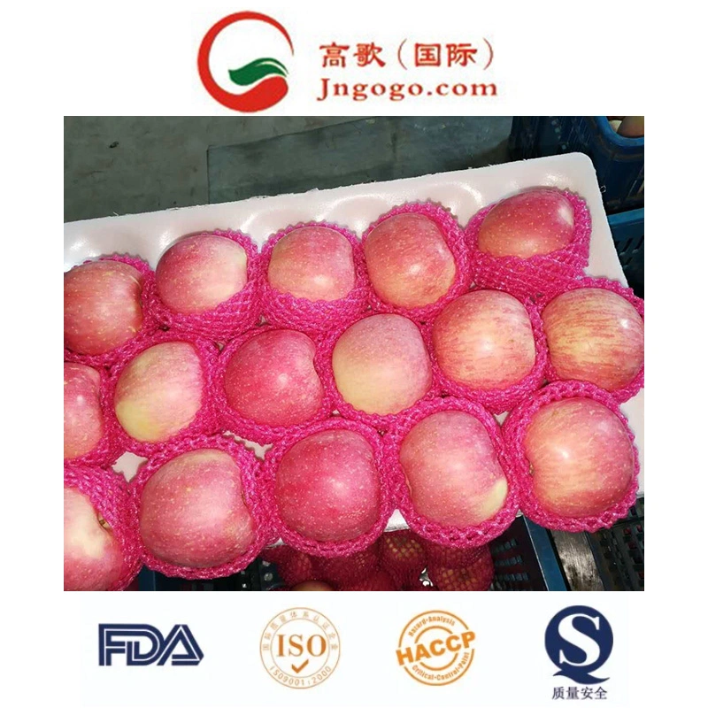 (SQC-PEO) Competitive Price and Quality FUJI Apple