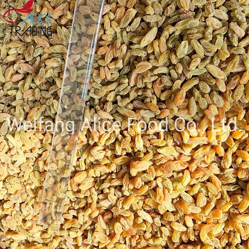 China Wholesale/Supplier Cheap Price Export Standard Xinjiang Natural Color Yellow Raisin