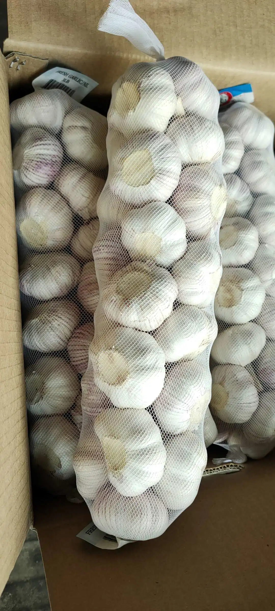 Shandong Jinxiang Good Quality Normal White Garlic Pure White Garlic