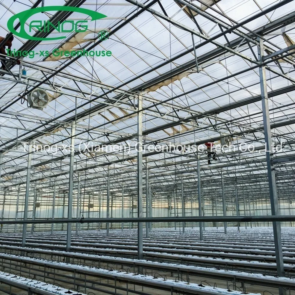 Complete Multi-span Agricultural Galvanized Steel Pipe Structure Glass Greenhouse with Indoor Hydroponic System