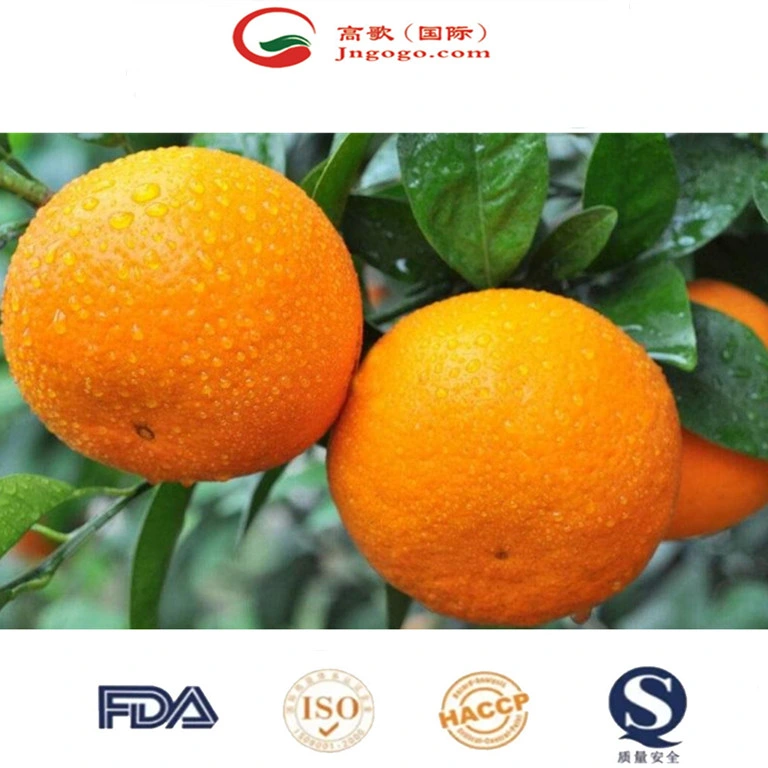 China frisch, süß und qualitativ hochwertige Mandarin, Orange