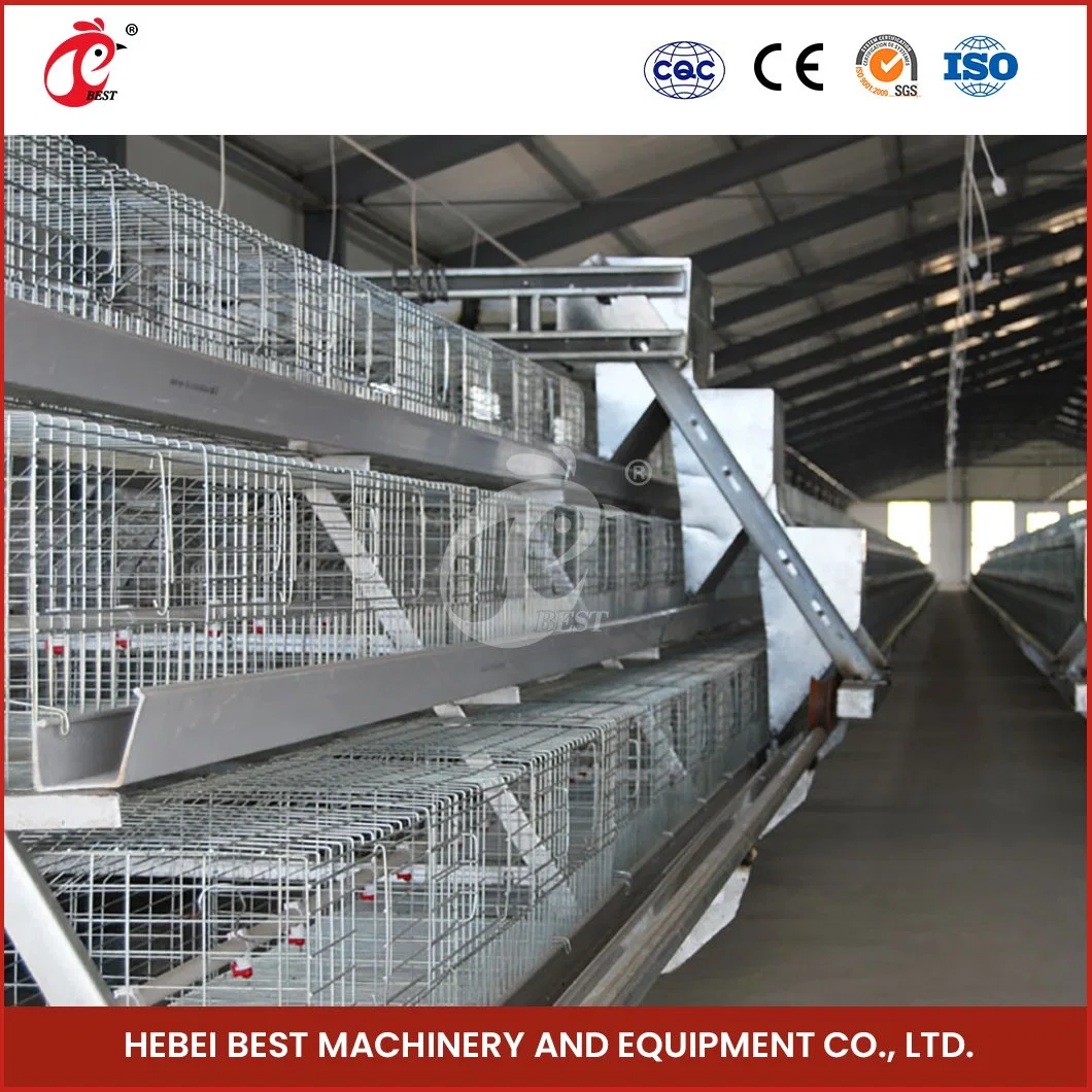 Bestchickencage China Grande Avicultura Crate Fabricante un Broiler automático Marco Jaulas personalizadas 400*400mm Área de trabajo mejor elección Coop de Pollo