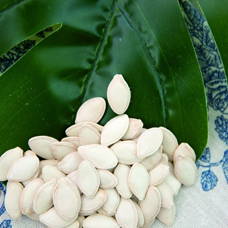 New Crop Natural Common Cultivation Type Pumpkin Seed Shine Skin 10-11