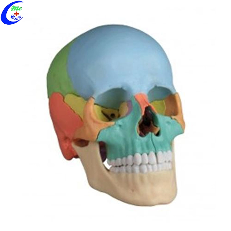 Medical Human Anatomy Colored Skull Model