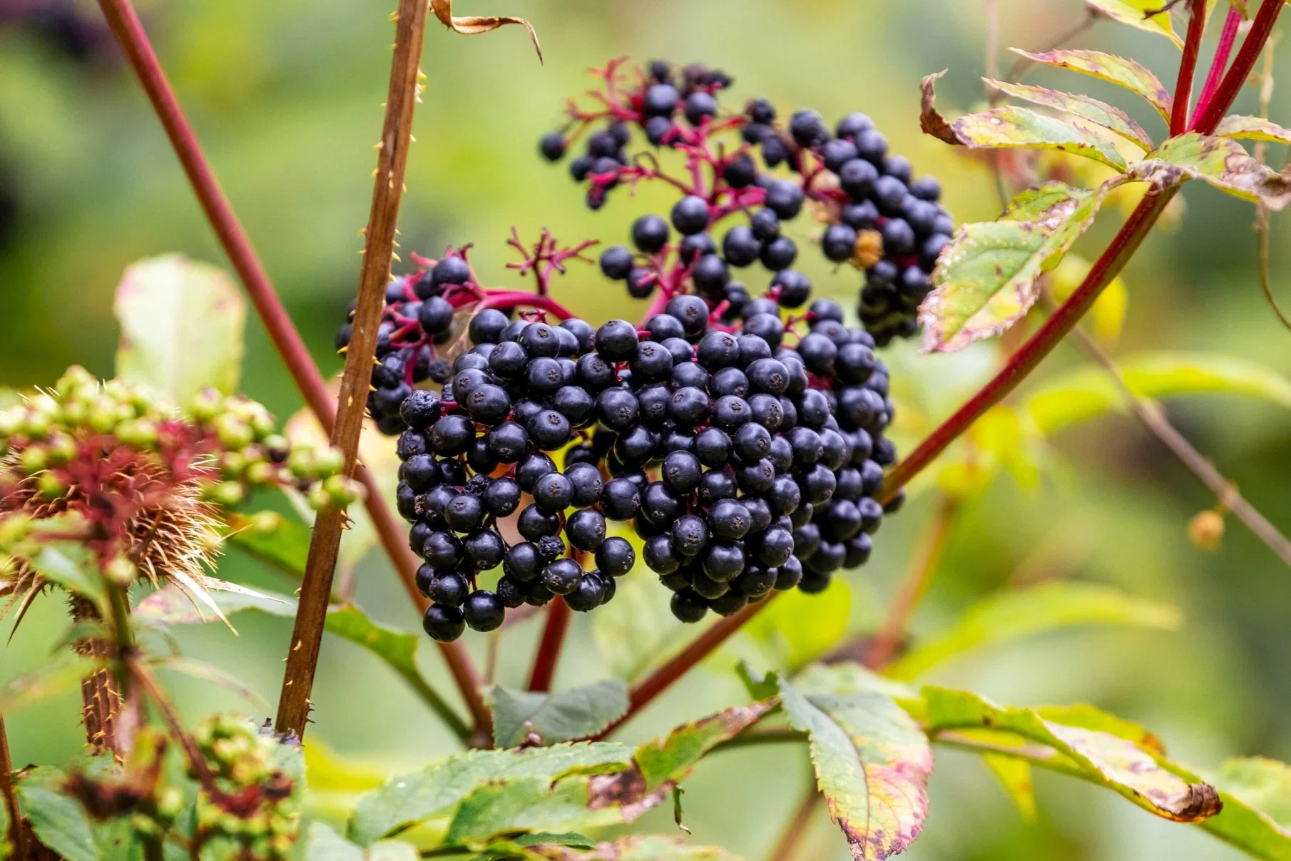 Una muestra gratis suplementos naturales bajar los lípidos sanguíneos Black Elderberry orgánicos Sambucus extraer antocianos en polvo