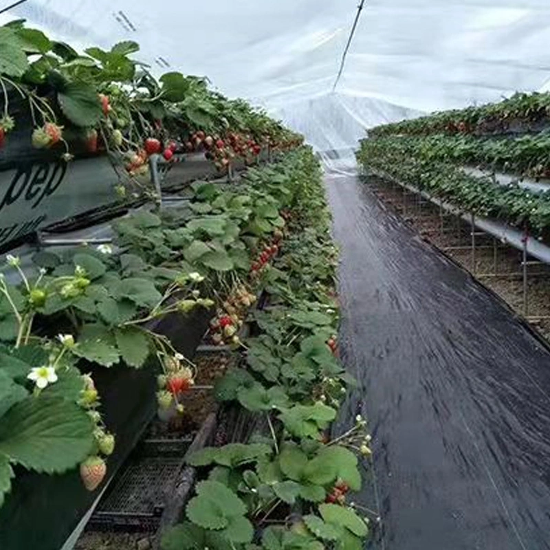 Tapete de grama Artifici Turf borracha artificial dos preços da Porta da Cesta Natur Fake Rolo de sementes sementes PP Moss Tuft Ginásio Coelho a cobertura de solo