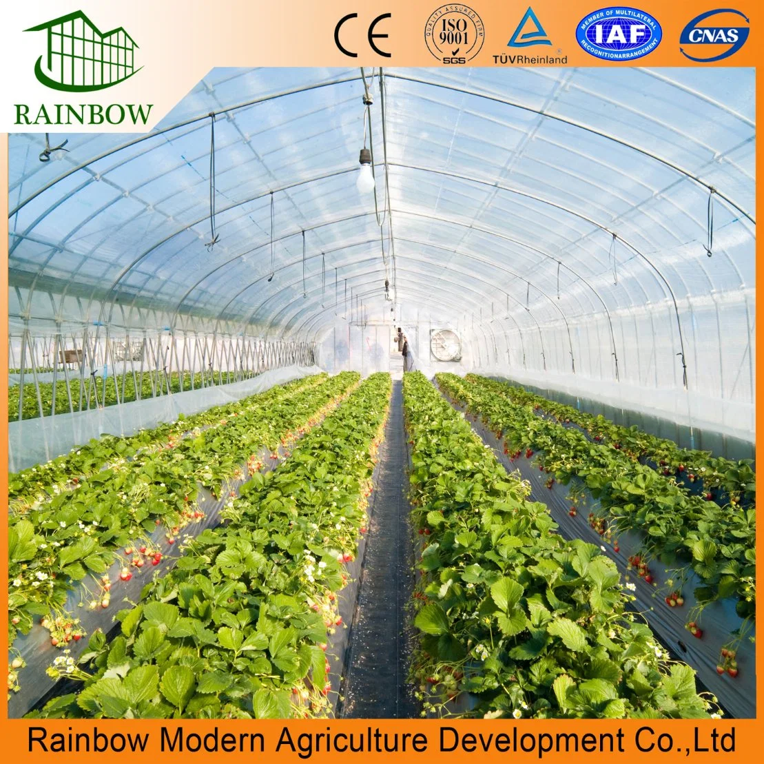 Agriculture Single-Span Arch Type Film Garden Greenhouse with Hydroponics Growing System for Agriculture/ Poultry/ Vegetables/ Tomatoes/ Strawberry