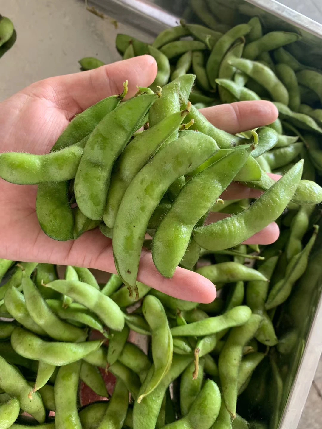 Aliments surgelés IQF pois écossés Edamame ensemble de la Chine usine