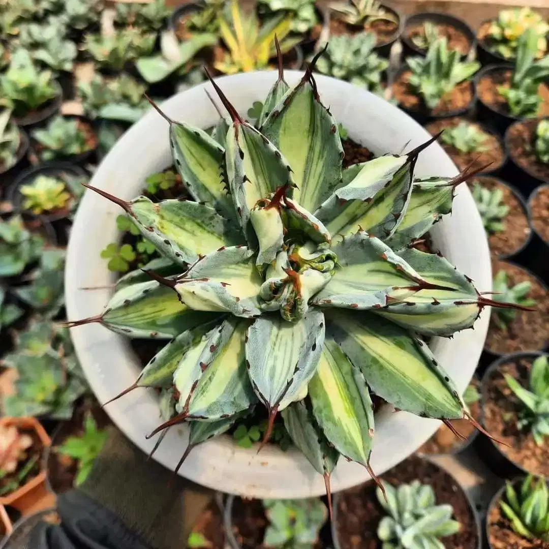 Agave Potatorum CV Cubic Variegated Ready for Wholesale