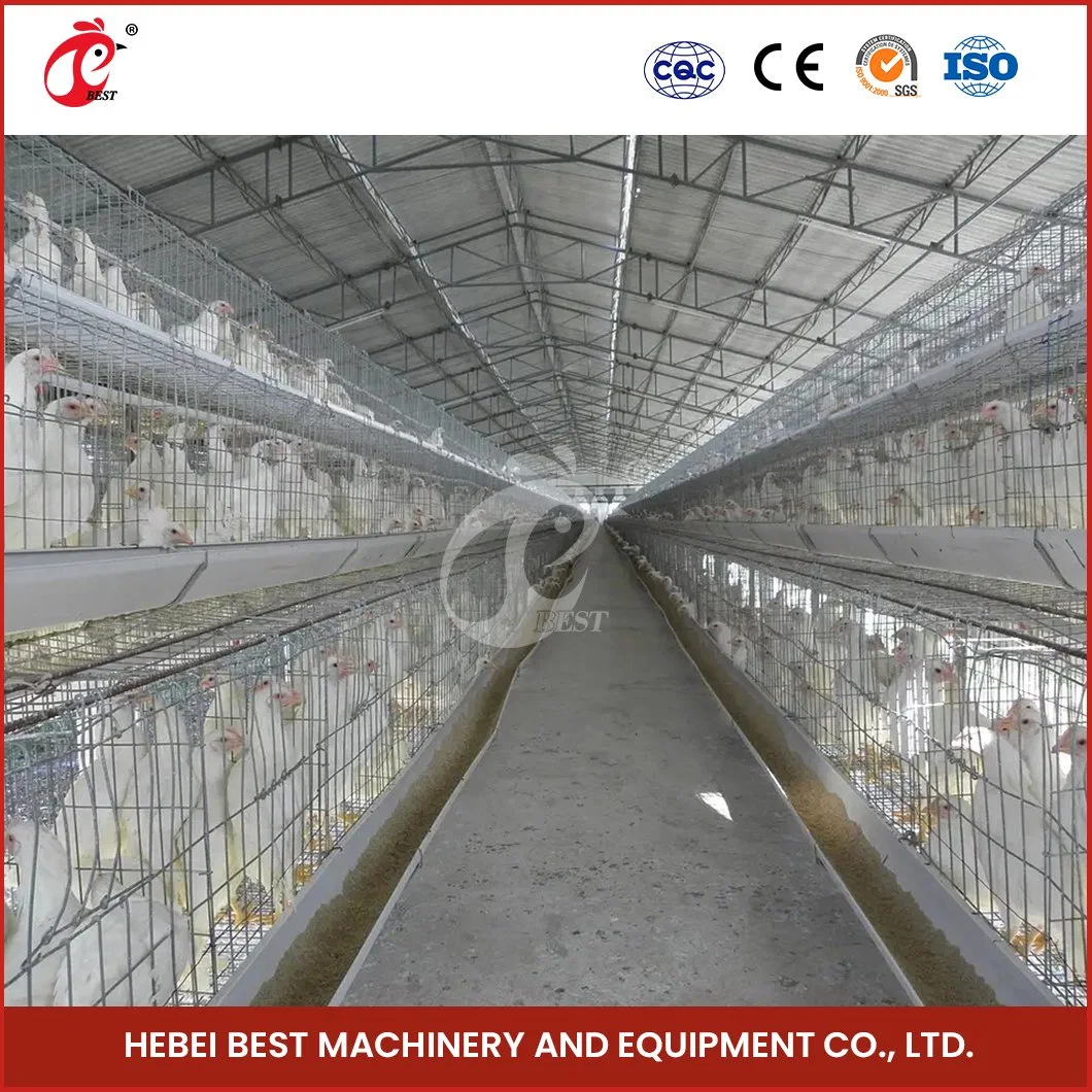 Bestchickencage a Type Small Pullet Cage Breeder Cage China Double Pullet Chicken Coop Factory Sample Available Black/Green/Blue Laboratory Chicken Pullet Cage