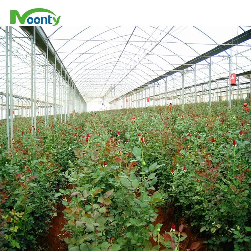 Tropical Sawtooth Roof Ventilation Greenhouse with Hydroponics System for Crops Growing