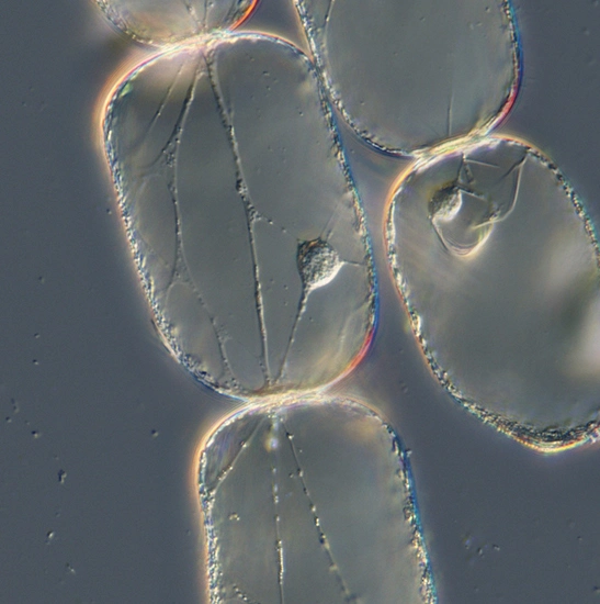 BestScope BS-2081F fluorescente de investigación de alto nivel biológico de laboratorio para microscopio trinocular