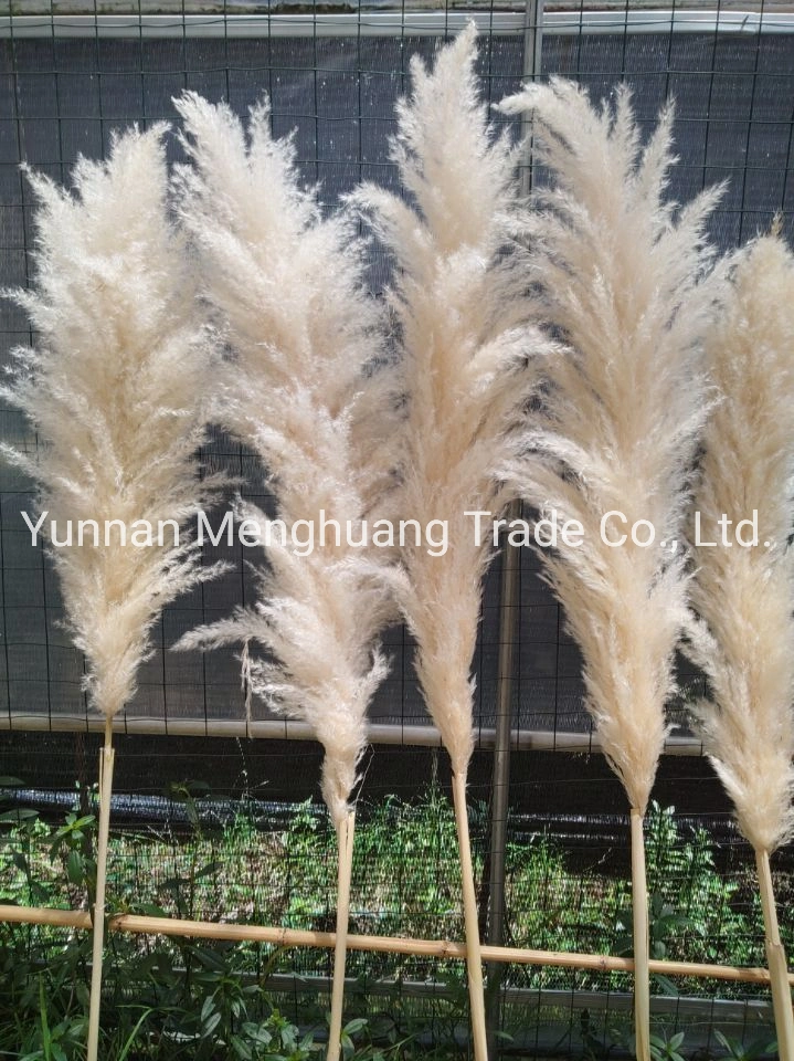 Wholesale/Supplier Boho Wedding Decor Large Plume Dry Pampas Grass Flower Decor Natural Real Preserved Dried Pampas Grass for Amazon Hot Sale