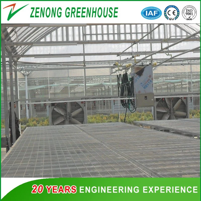 Factory Direct Supply Film Covered Greenhouse with Shading Net Widely Used for Modern Agriculture Planting