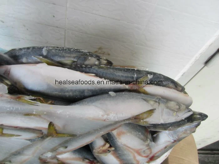 Frozen Chub Mackerel /Pacific Mackerel