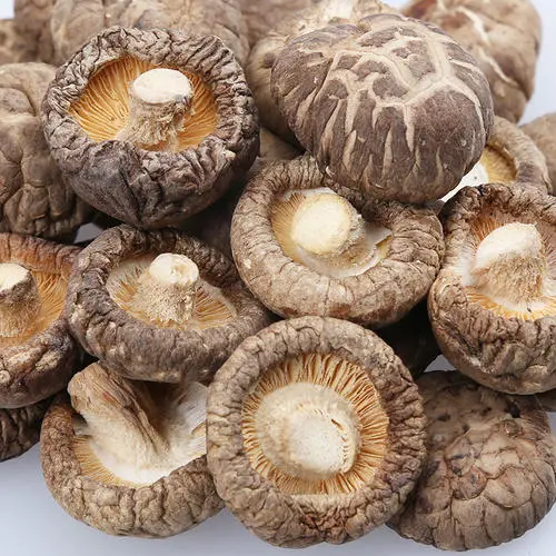 Fournisseur de champignons séchés en gros Shiitake, huître/champignon de Paris Agaricus Bisporus/Porcini/Morel/Boletus/Lions Mane Hericium Erinaceus/Champignon noir/Champignon sauvage