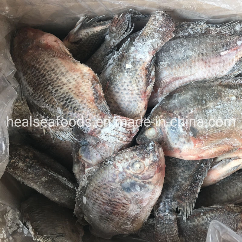 Tamaño de la escala eviscerado 300-500g negro IQF congelado tilapia en China