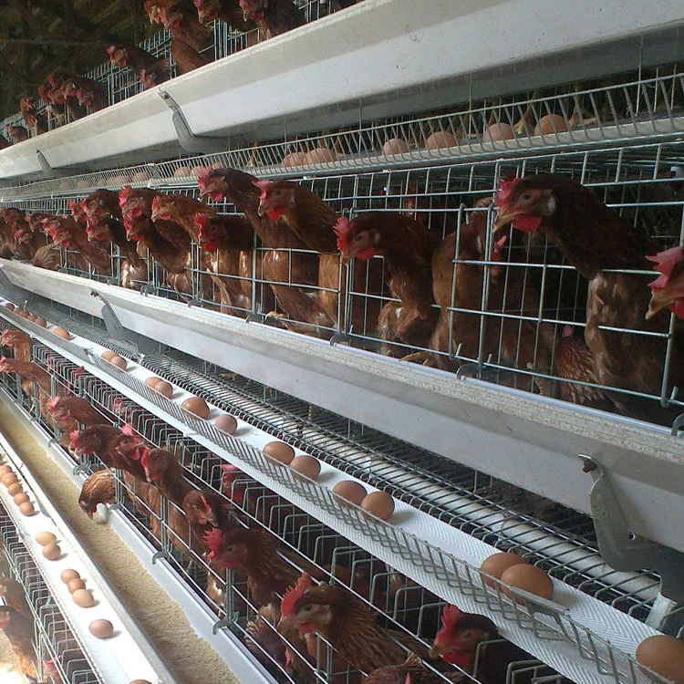 Poultry Farm Equipment a Type Layer Cages