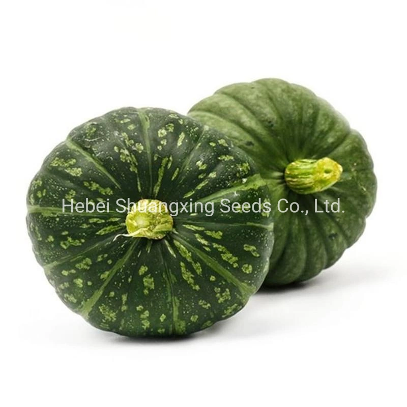 Early Maturity Green Hybrid Pumpkin Seeds Mini Pumpkin