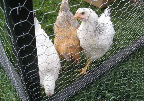 Factory Price Hexagonal Wire Mesh Netting Chicken Wire Mesh for Bird Cage