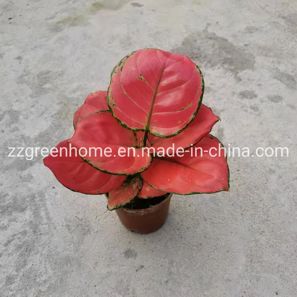 Plantas vivas Aglaonema Zhaoyang planta natural rojo