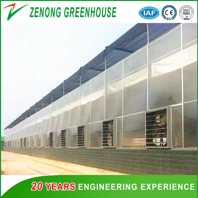 Farming/Fishing/Poultry Used Greenhouse PC Sheet Greenhouse with Misting Cooling System/Cooling Pad and Fan