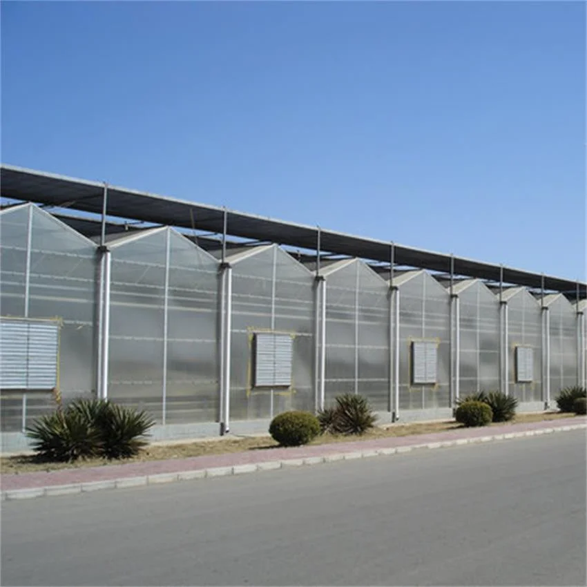 Multi-Span Agriculture Polycarbonate Greenhouses Venlo Type PC Sheet Green House for Tomato/Cucumber/Strawberry/Fruits/Vegetables/Lettuce/Pepper/Salad/Eggplants