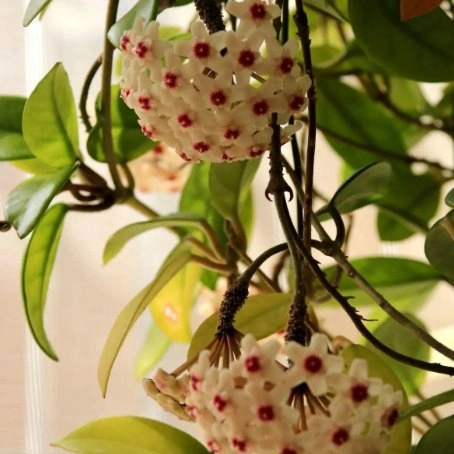 Hoya 'sunrise' Plantes réel