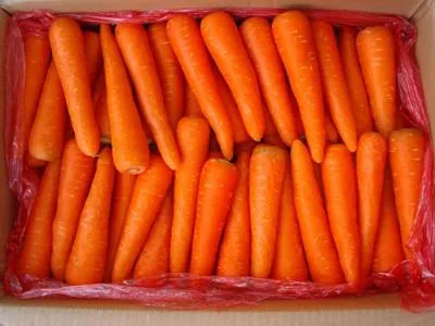 New Harvest Low Price Carrot Farm Fresh Juicy Sweet Carrots