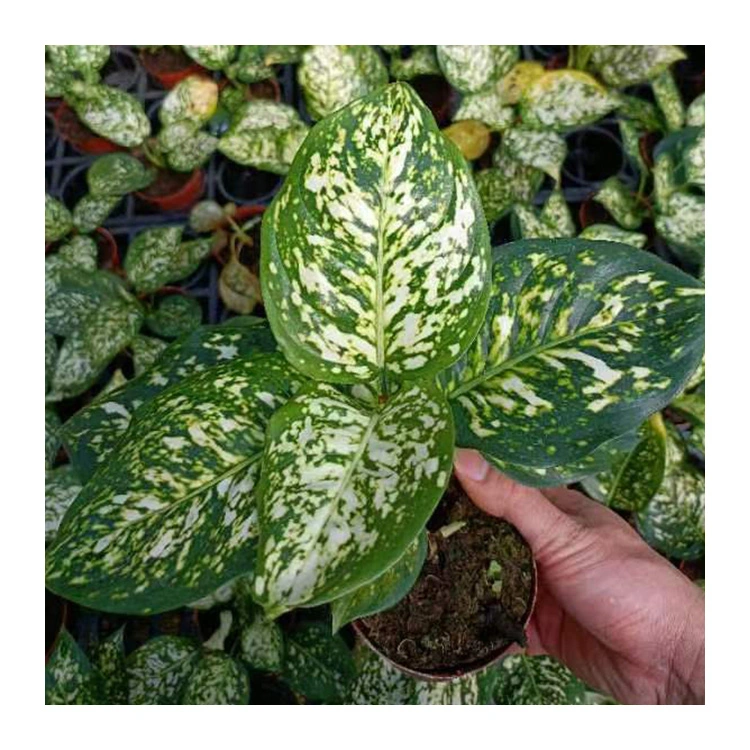 New Arrival Decoration Live Plant Aglaonema Milan Bonsai