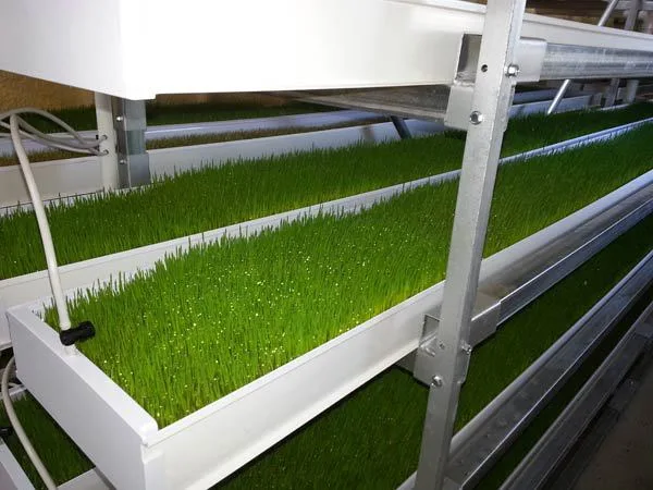 Bandeja de cebada hidropónica forrajera bandejas de siembra para el cultivo de hierba de trigo Microgreens