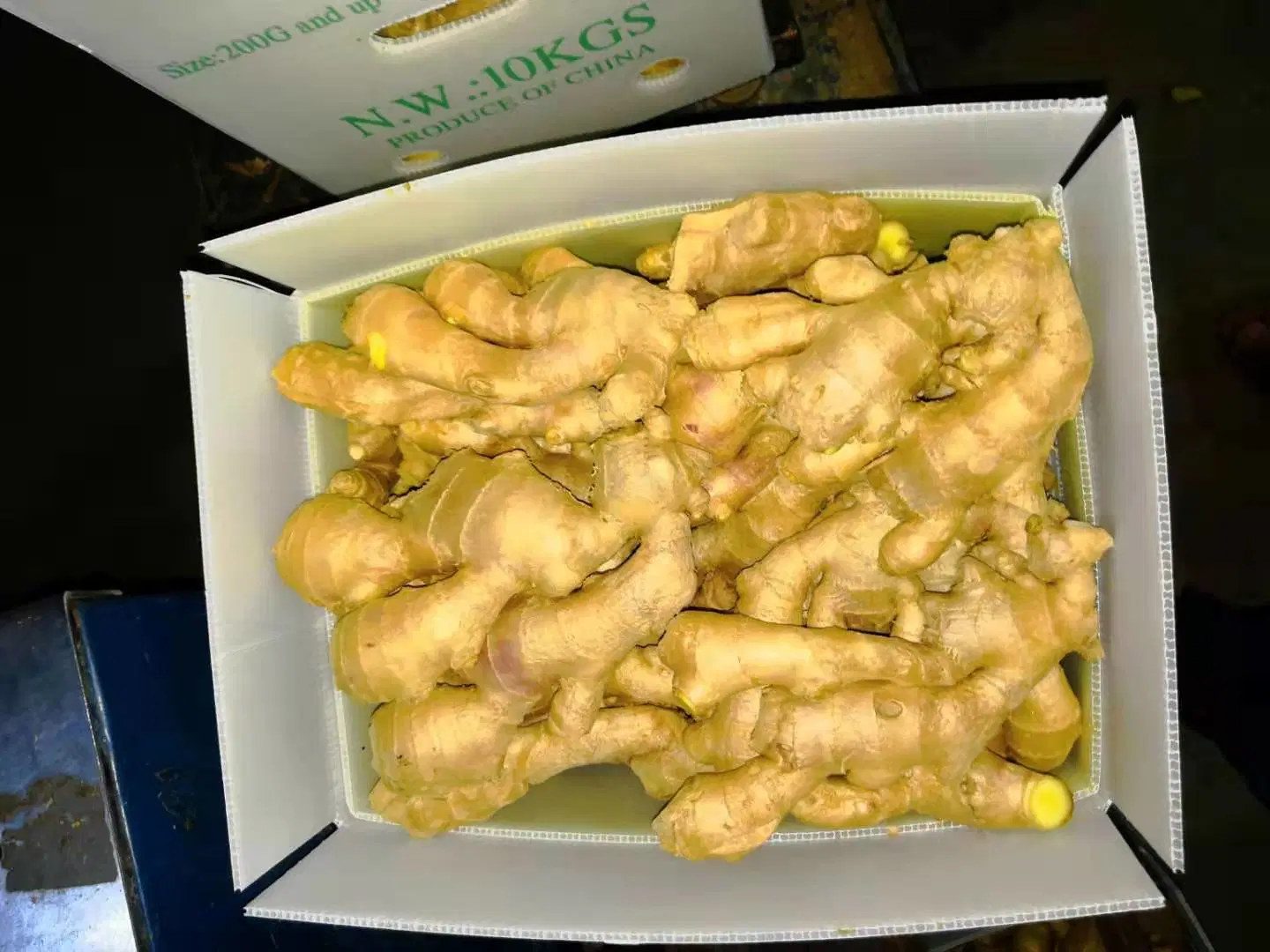 Fresh Ginger / Air Dried Ginger-- From Laiwu Manhing