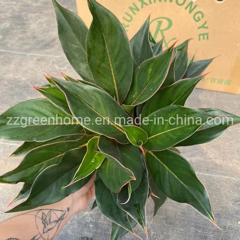 Aglaonema Sapphire Evergreen Natural Plants