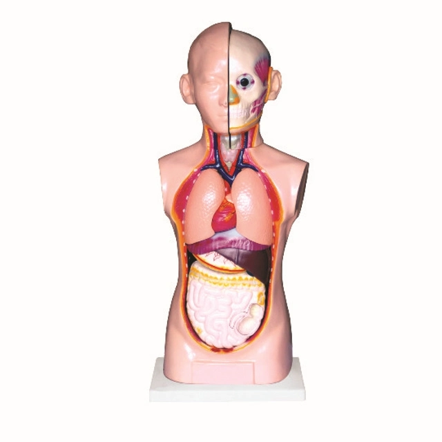 Teaching Model, Mammary Gland, Mammary Gland in Location