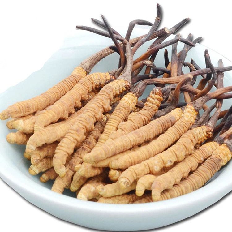 Cordyceps Sinensis Mycelium Powder Cordyceps Militaris Ophiocordyceps Sinensis