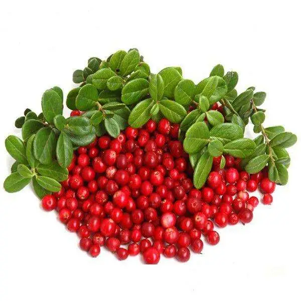 Cranberry Extract Cranberry Powder Extract 1%~25% Anthocyandine