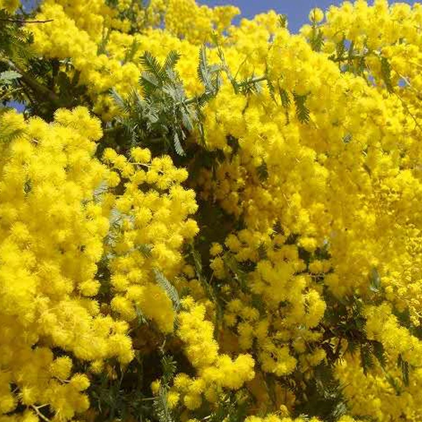 Acacia farnesiana graines/Acacia graines/Cassie Wattle Semences Semences/doré