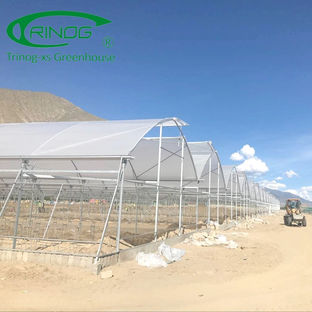 Multi-span Large Agricultural Film Greenhouse with High quality/High cost performance 