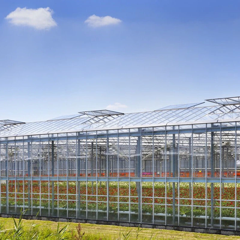 Customized Glass Greenhouse Design with H Section Steel Structure